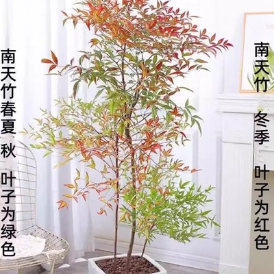 南天竹红天竹大型室内外耐寒绿植观叶禅意观叶绿植