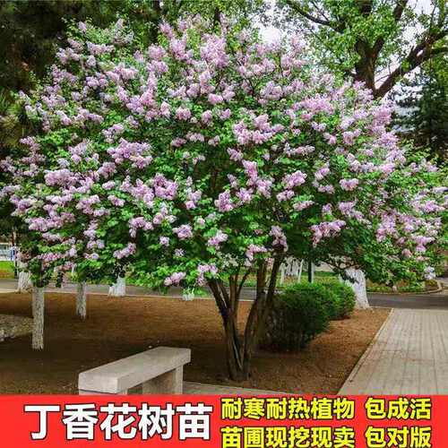 丁香花树苗价格 丁香花树苗图片 星期三