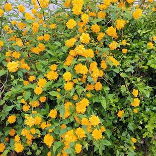 重瓣棣棠花苗盆栽耐荫爬藤攀缘花卉绿植物浓香耐寒庭院别墅驱蚊虫