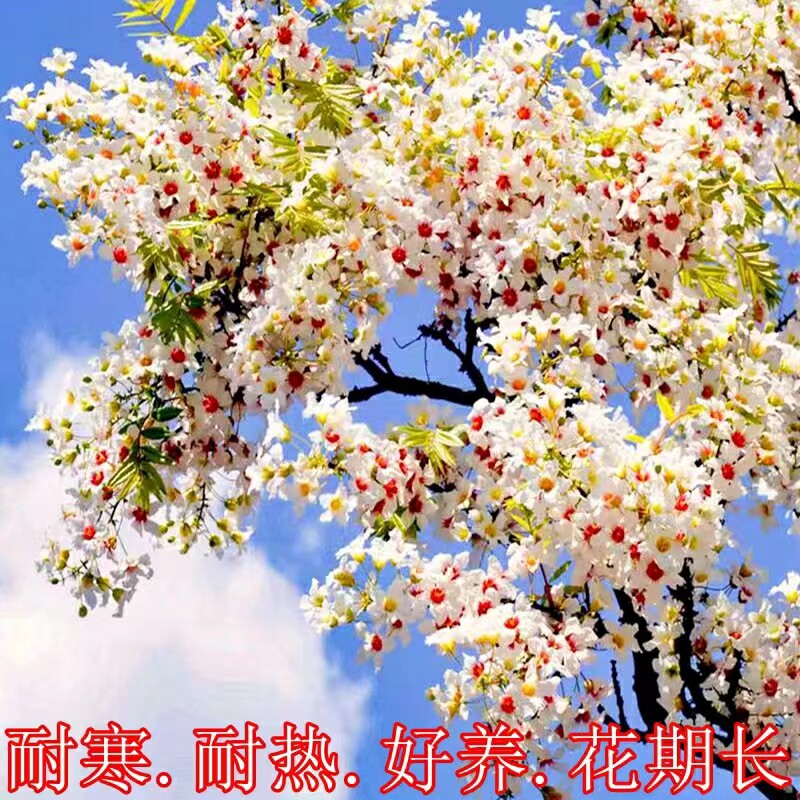 文冠花树苗盆栽地栽文冠果苗庭院别墅南北方种植文冠花苗四季种植