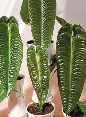 纵野 / 火鹤王花烛Anthurium veitchii天南星科观叶绿植