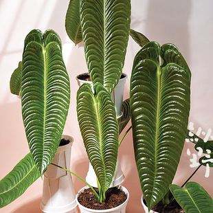 纵野 / 火鹤王花烛Anthurium veitchii天南星科观叶绿植