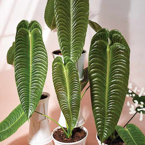 纵野 / 火鹤王花烛Anthurium veitchii天南星科观叶绿植