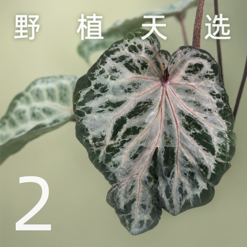 纵野/2号直播专拍 绿植盆栽室内装饰大型观叶植物包邮