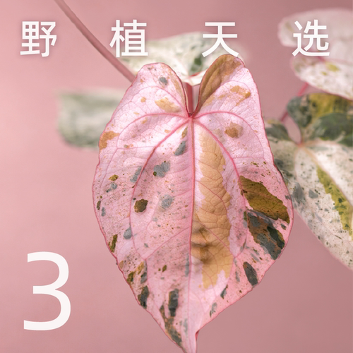 纵野/ 3号直播专拍 客厅绿植室内大盆栽趣味好看稀有花烛蔓绿绒