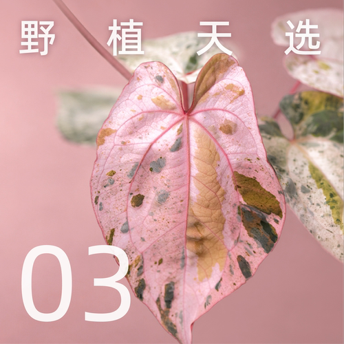 纵野/ 3号直播专拍 客厅绿植室内大盆栽趣味好看稀有花烛蔓绿绒