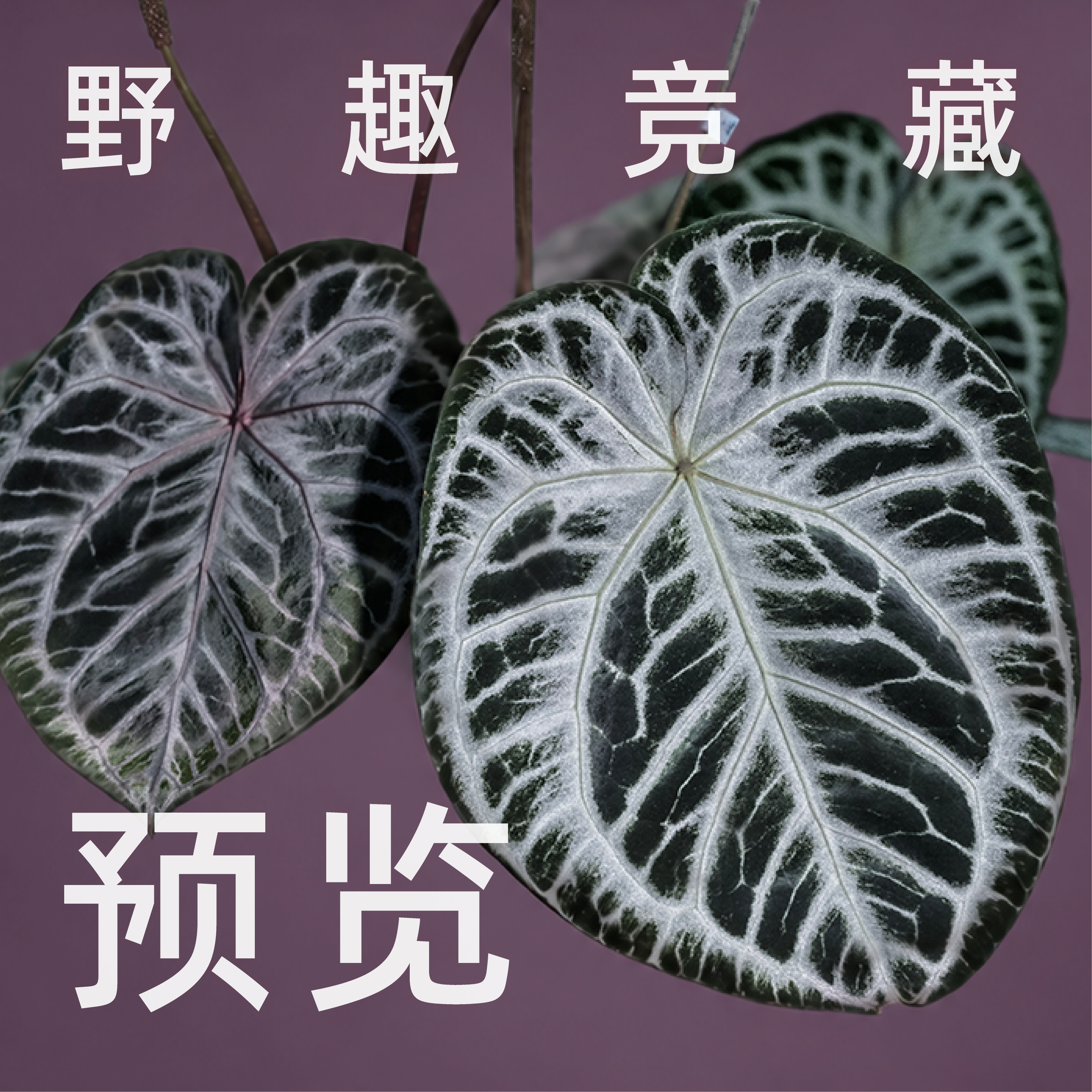 纵野/直播拍卖预览 客厅绿植室内大盆栽趣味好看稀有花烛蔓绿绒