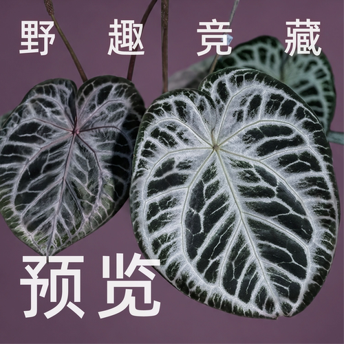 纵野/直播拍卖预览 客厅绿植室内大盆栽趣味好看稀有花烛蔓绿绒