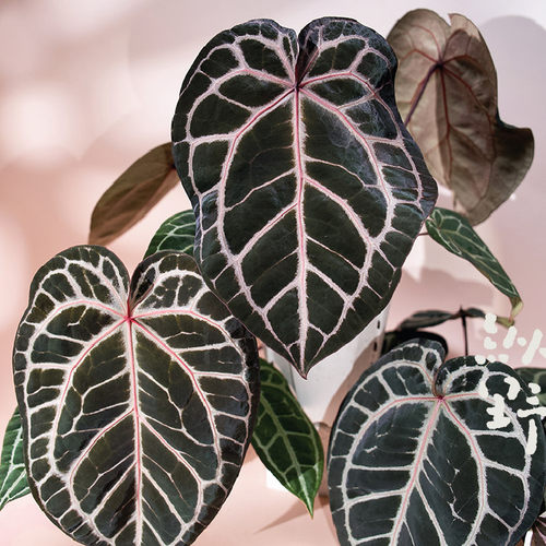 纵野 / 红水晶花烛 天南星科绿植室内盆栽稀有观叶植物客厅趣味