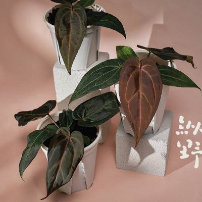 纵野 / 黑帅 x 米歇尔 玄焱 花烛 天南星科室内盆栽客厅装饰观叶