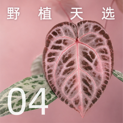 纵野/ 4号直播专拍 客厅绿植室内大盆栽趣味好看稀有花烛蔓绿绒