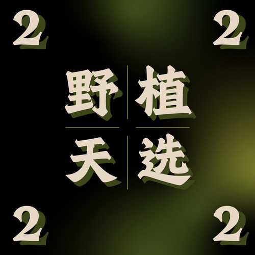 纵野/ 2号直播专拍 绿植盆栽室内装饰大型观叶植物包邮