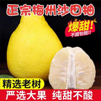 纯甜不酸正宗梅州沙田柚精选大果