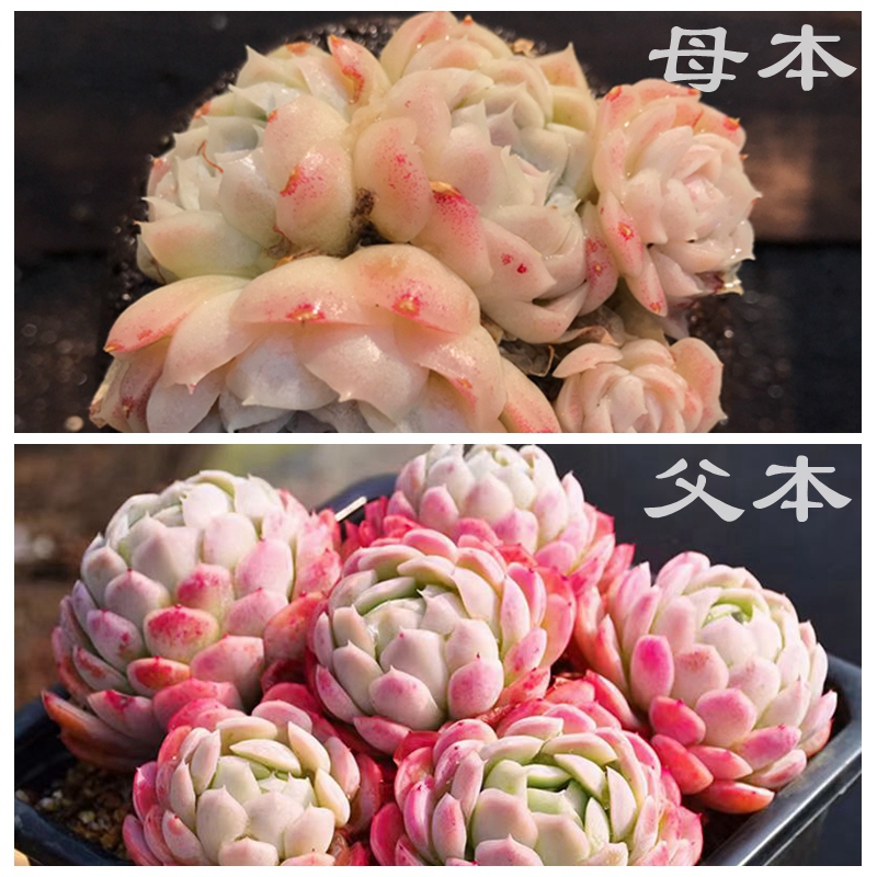 多肉植物种子 白月影x冰梅 种子10粒 满38包邮 23年新收