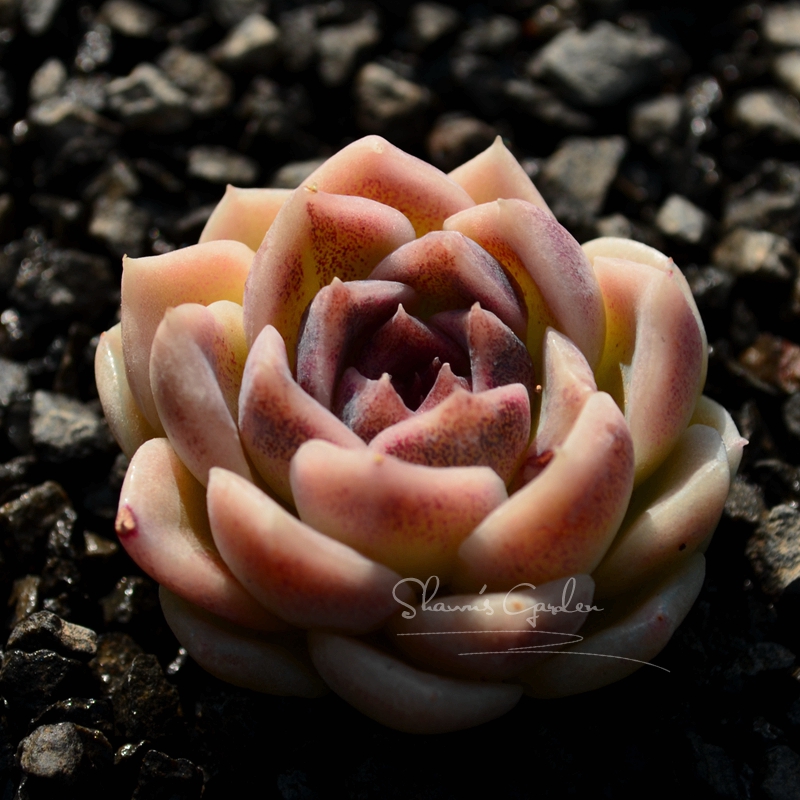 多肉植物种子 白紫晶10粒 白晶 紫薯 爱出糖心 满38元包邮