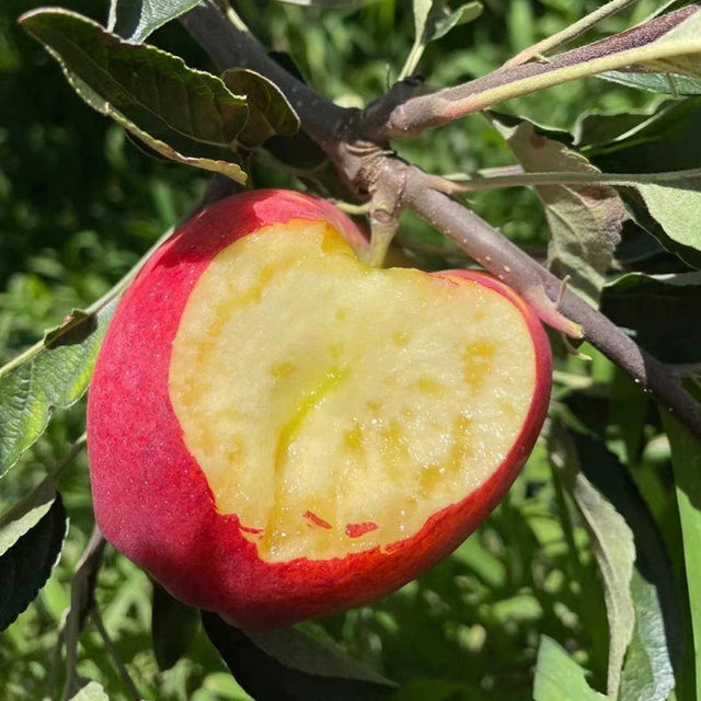 云南红露苹果高原冰糖心脆甜新鲜脆甜红富士丑平果整箱包邮