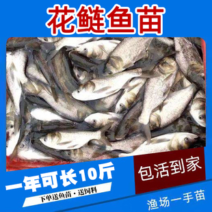特大号半斤花鲢鱼苗淡水养殖大头鱼胖头鱼鲢鳙鲢鱼白鲢鱼草鱼苗