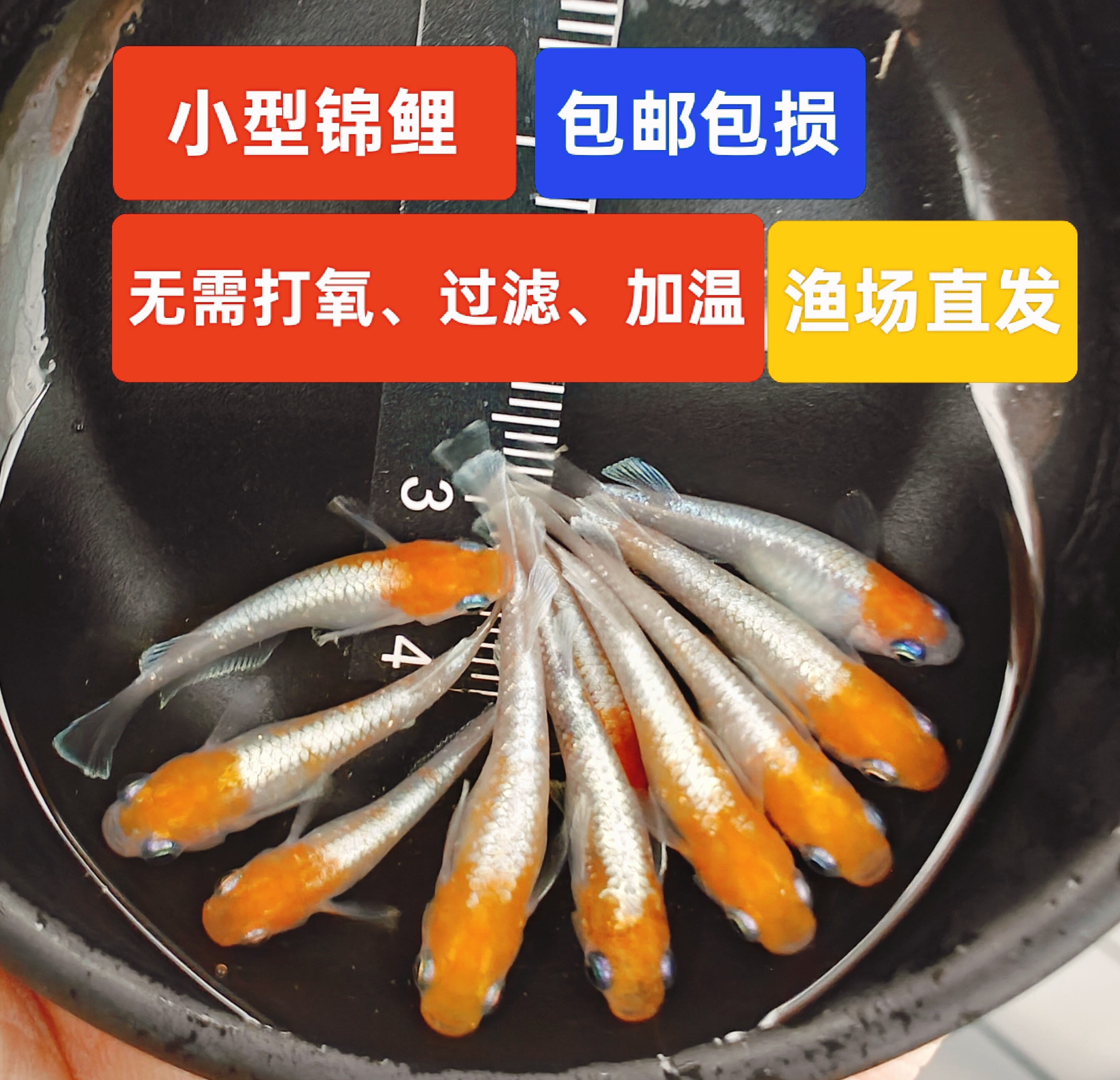 观背青鳉鱼小鱼活观赏鱼家用鱼缸观赏鱼金鱼观赏鱼好养耐活自来水