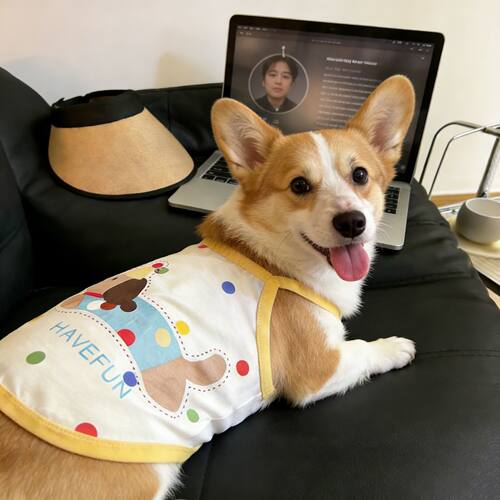 宠物狗狗衣服波点生日小狗撞色超萌俏皮吊带背心柯基中型犬春夏