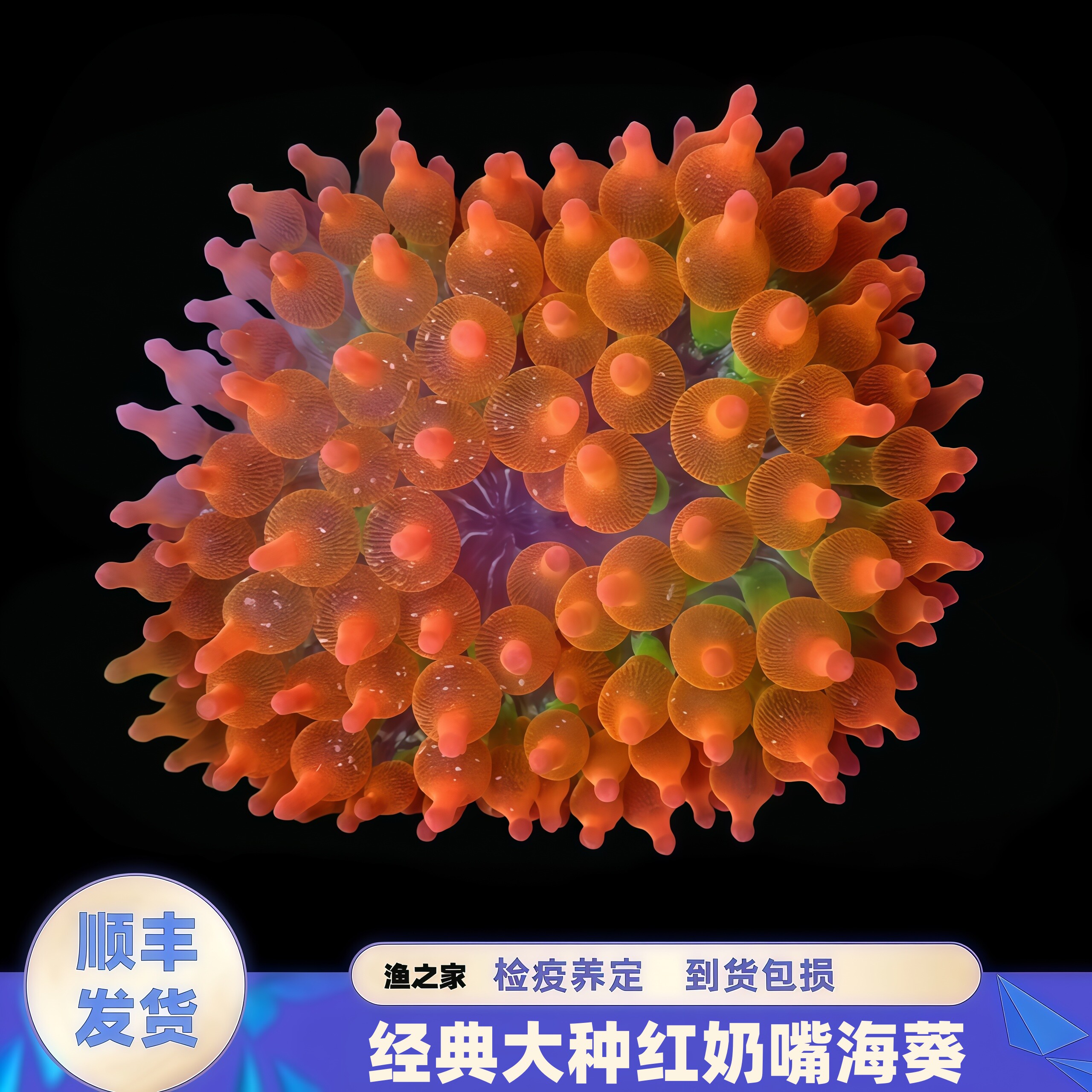 红奶嘴海葵小丑鱼共生软体