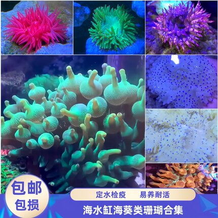 【渔之家】海葵活体绿奶嘴公主葵小丑鱼共生海葵易养耐活软体珊瑚