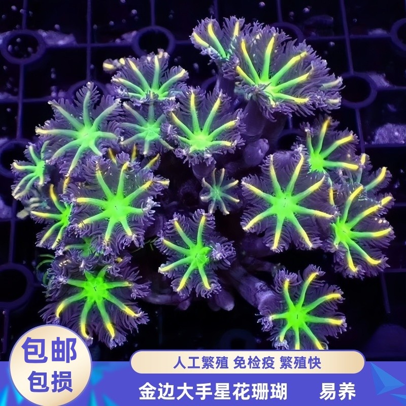 渔之家水族手星花珊瑚缸新手软体