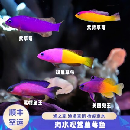 【渔之家】草莓鱼海水观赏鱼紫草莓双色草莓紫背草莓美国鬼王定水