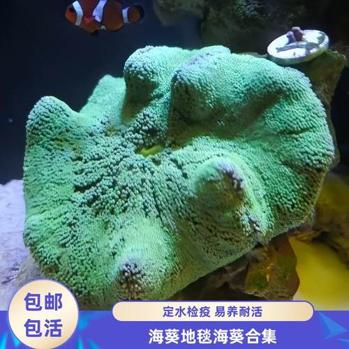 渔之家水族地毯葵小丑鱼搭档活体