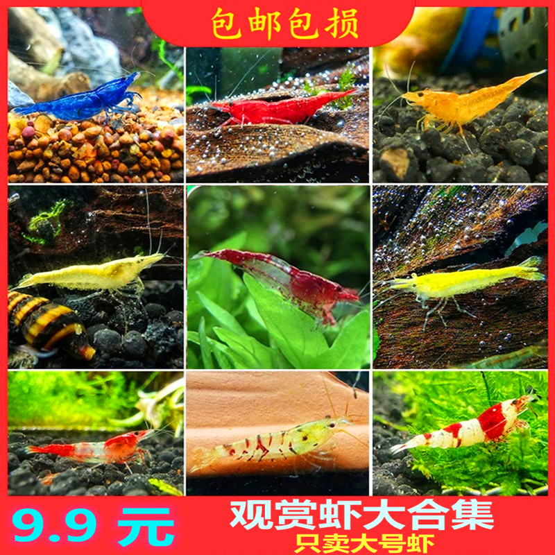 【渔之家】淡水虾樱花虾极火虾黑壳虾蓝宝石虾除藻虾观赏虾活体