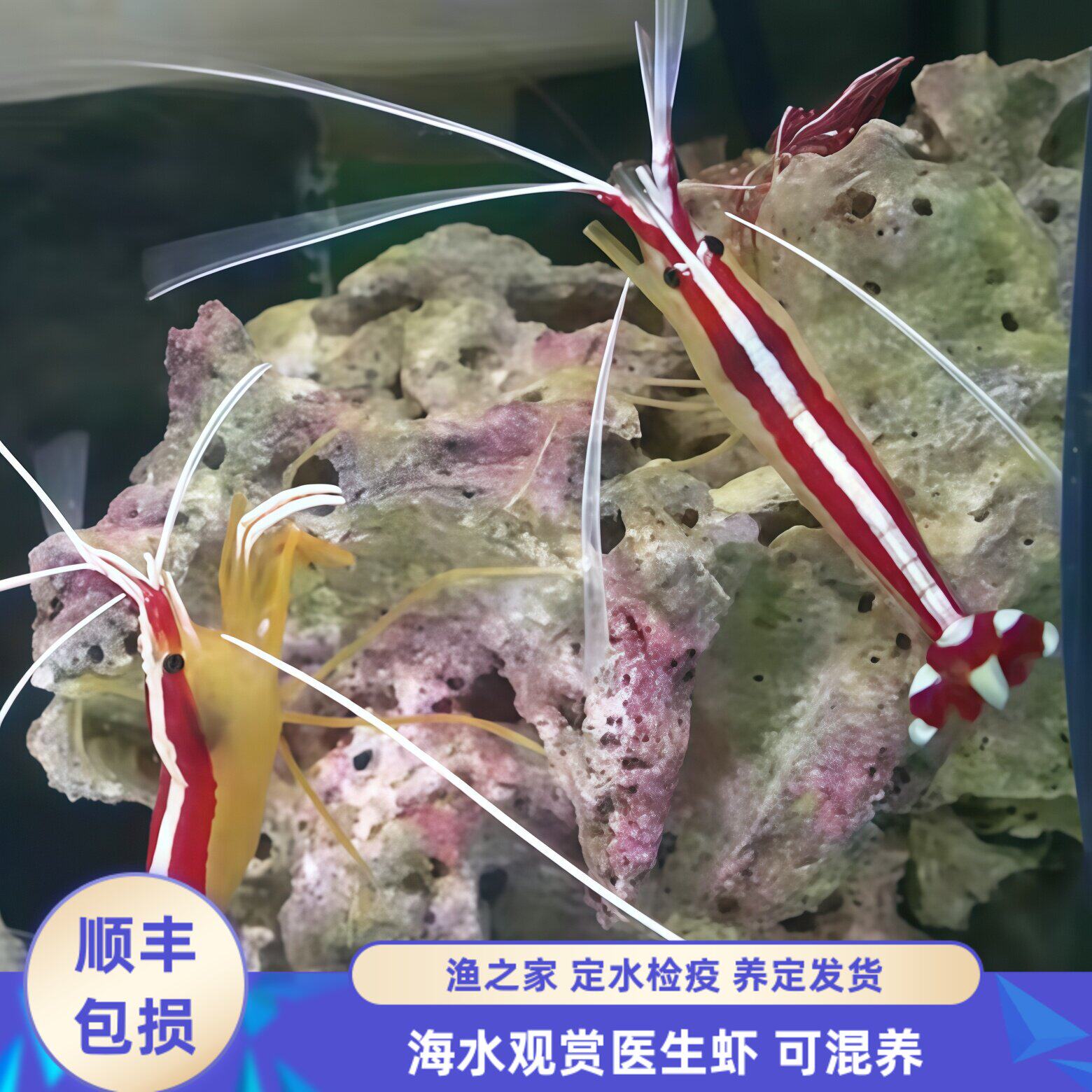 【渔之家】医生虾海水观赏虾海缸清洁除藻虾活体虾珊瑚缸可混养