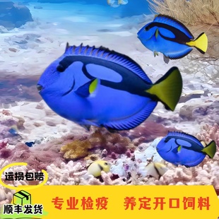 【渔之家】蓝吊鱼活体海水鱼耐养好养海水缸粉蓝吊新手定水检疫