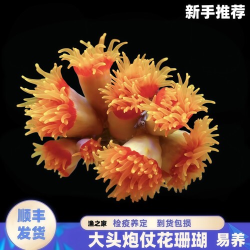 渔之家水族炮仗花珊瑚海水缸新手