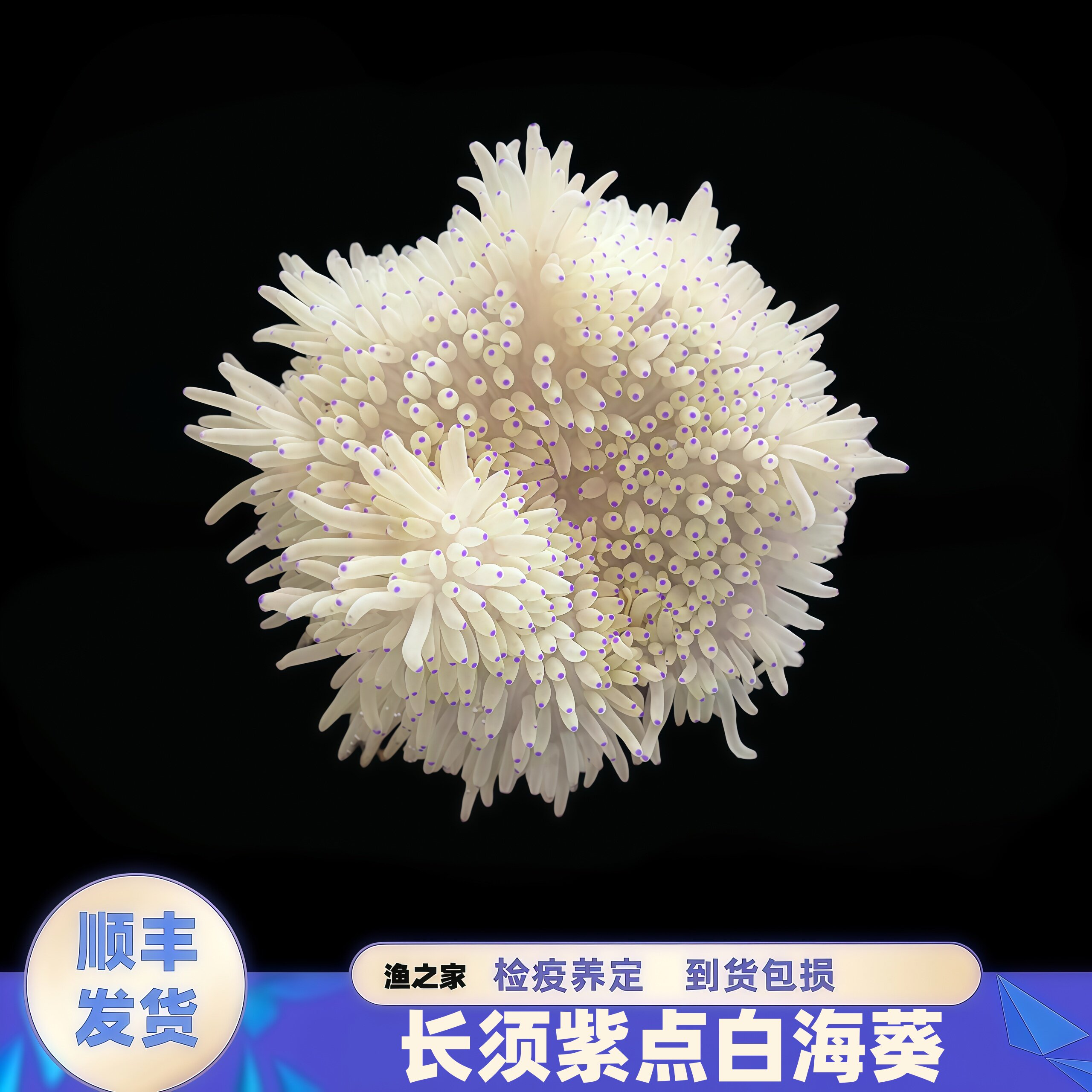 渔之家水族紫点白长须海葵活珊瑚