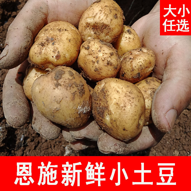 正宗恩施小土豆新鲜洋芋现挖自种