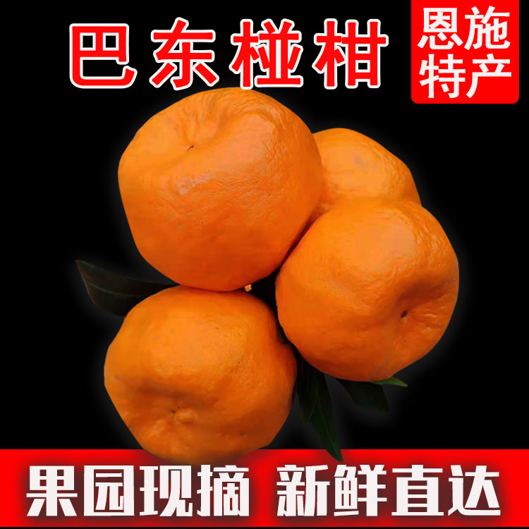 巴东椪碰柑橘湖北恩施新鲜水果桔子雷家坪椪柑现摘现发农村自种