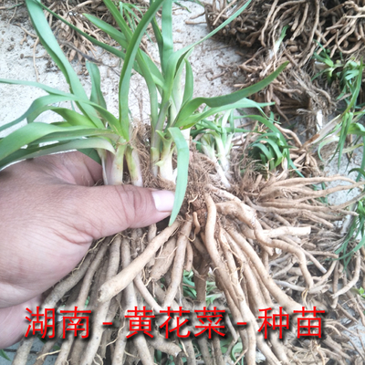 黄花菜食用50株20元金针菜种植苗