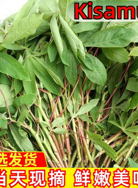 木薯叶食用绿色叶子cassava新鲜现摘发货100g/500g咖喱巴东材料