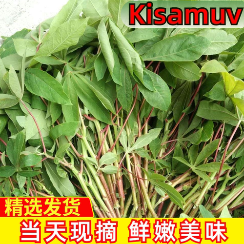 木薯叶食用新鲜现摘cassava叶子