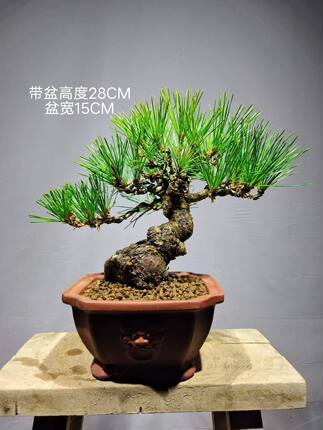 造型盆景老桩好养四季常青办公室一物一拍多年根系好