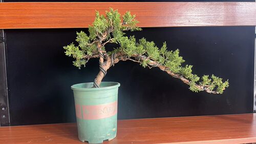 造型盆景老桩好养四季常青办公室一物一拍年根系好