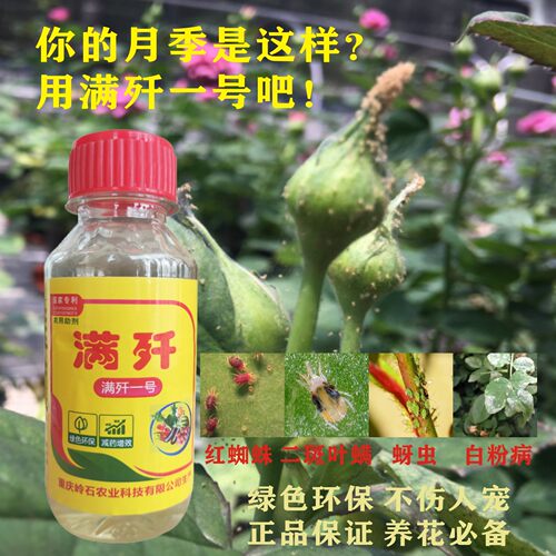满歼1号月季草莓蔬菜红白蜘蛛用