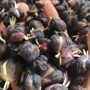 2025年新鲜特级食用农家无硫龙山百合籽恩施富硒土壤种植产地直发