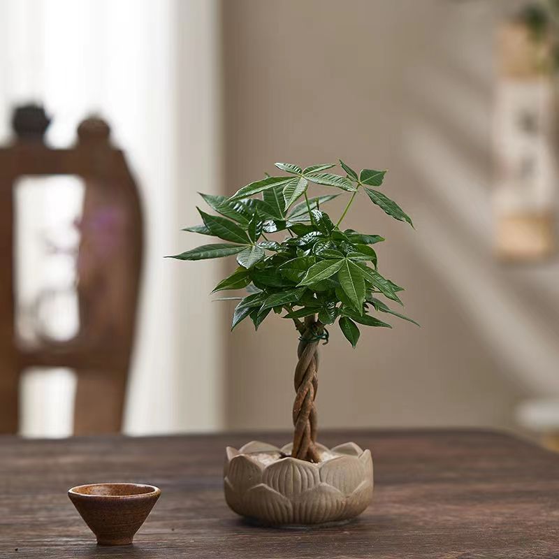 铁树盆栽植物室内禅意盆景办公室桌面好养防辐射净化空气观叶绿植