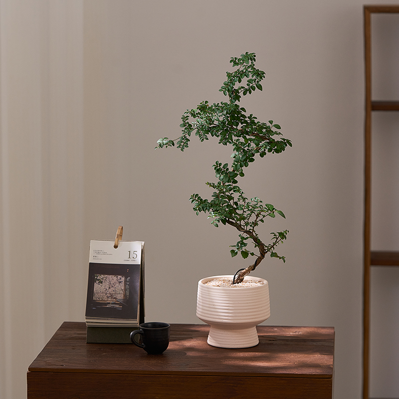 中古侘寂风造型小叶榔榆植物茶室内装饰盆栽懒人好养净化空气绿植
