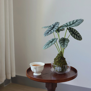 苔藓球水培组合绿植办公室内桌面植物懒人好养桌面盆栽净化空气