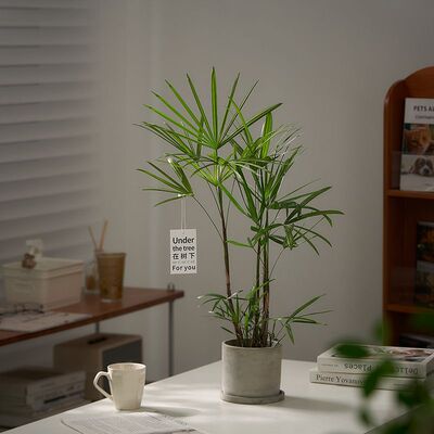 细叶金山小叶棕竹绿植净化空气