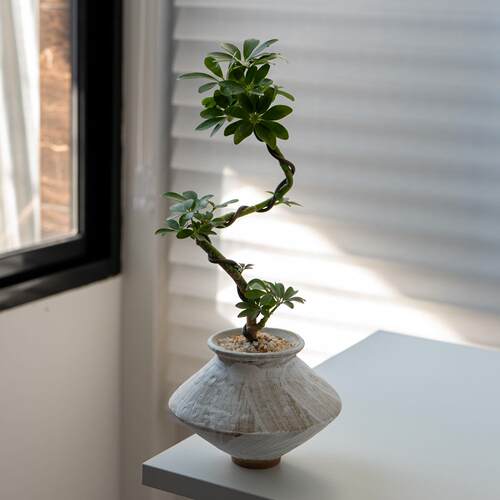 丛生鸭脚木侘寂风客厅净化空气