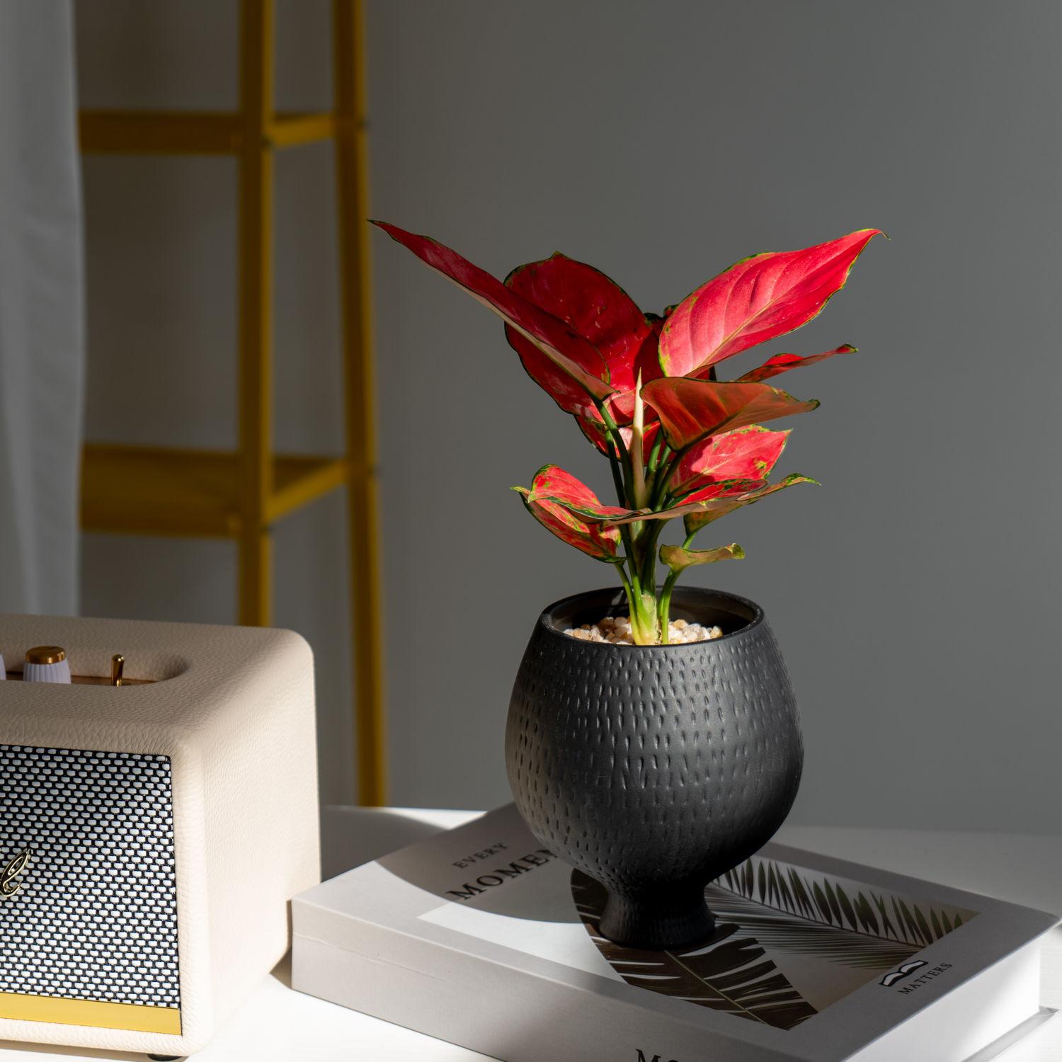 吉利红办公室内桌面净化空气好养