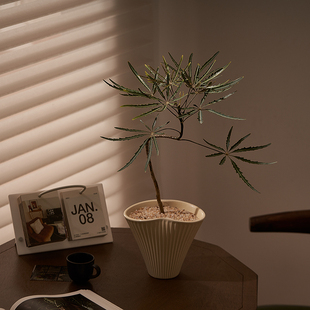 中古侘寂风造型孔雀木植物茶室内装饰懒人好养盆栽净化空气绿植