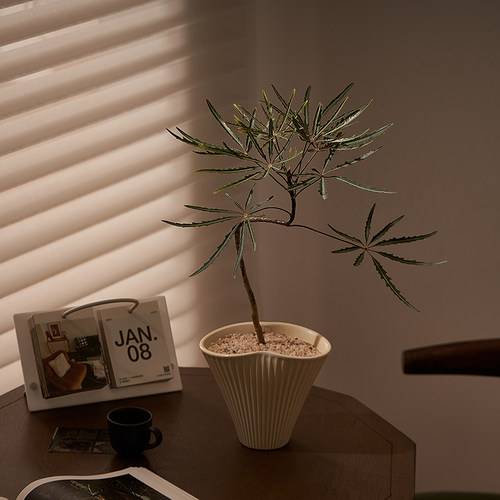 造型孔雀木植物净化空气好养绿植